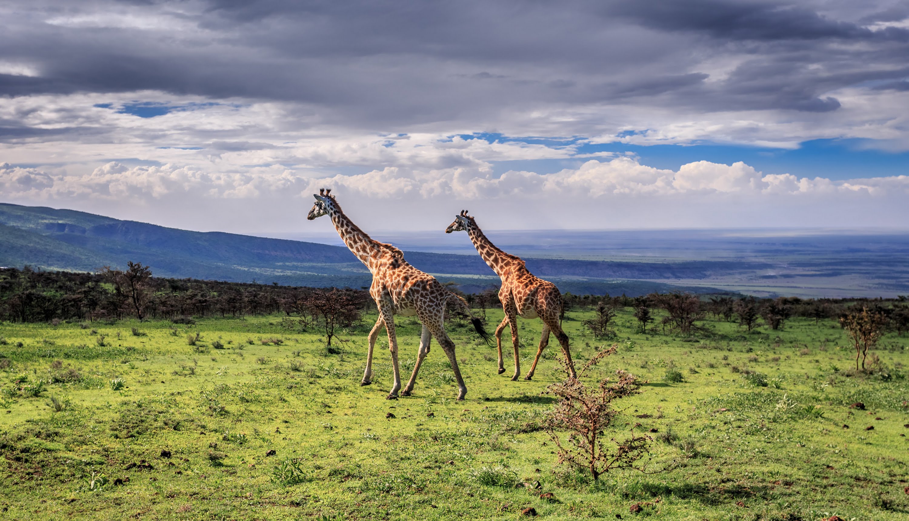 Image result for Western Tanzania safari