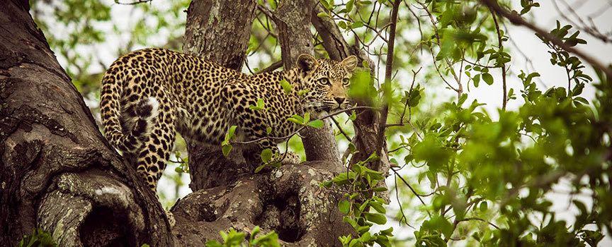 chitwa chitwa wildlife