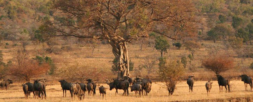 makweti safari lodge wildlife in abundance