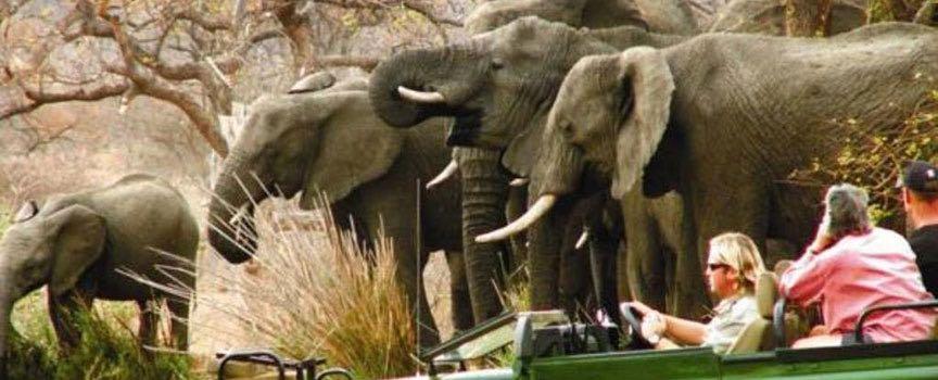 mohlabetsi safari lodge game elephants
