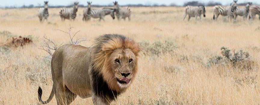 ongava game reserve lion