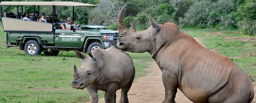 shamwari game reserve game drive