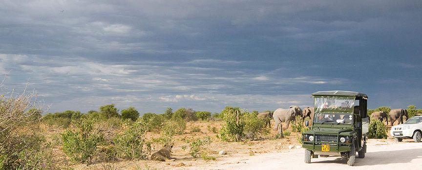 the mushara collection game drive elephants
