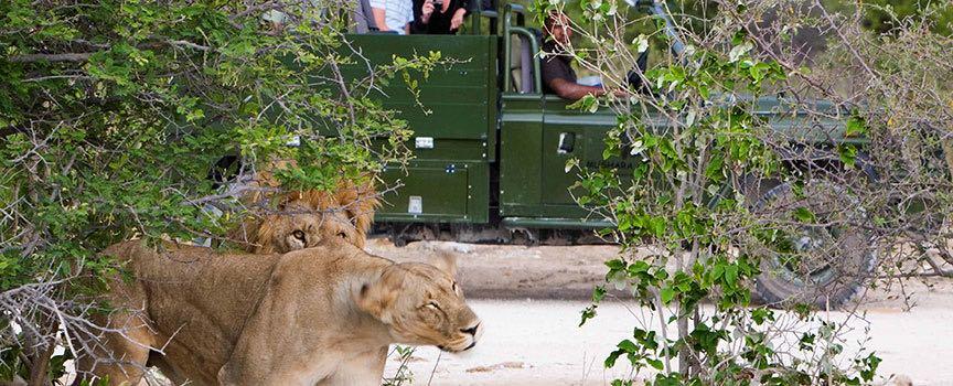 the mushara collection game drive