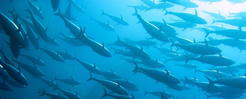 a school of fish swimming through the indian ocean waters