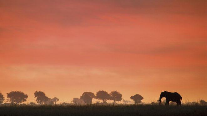 chobe national park elephant in the red sunset