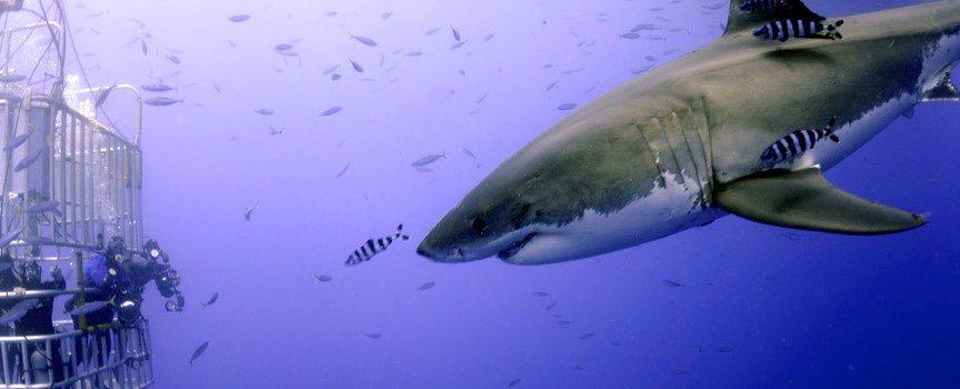 dive with great white shark gliding towards the cage