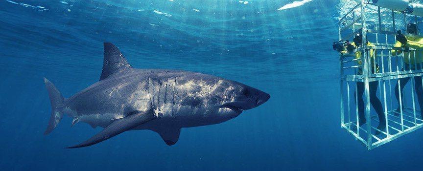 dive with great white shark in south africa in a cage