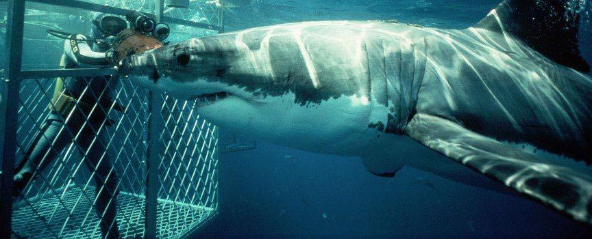 dive with great white shark very close to cage