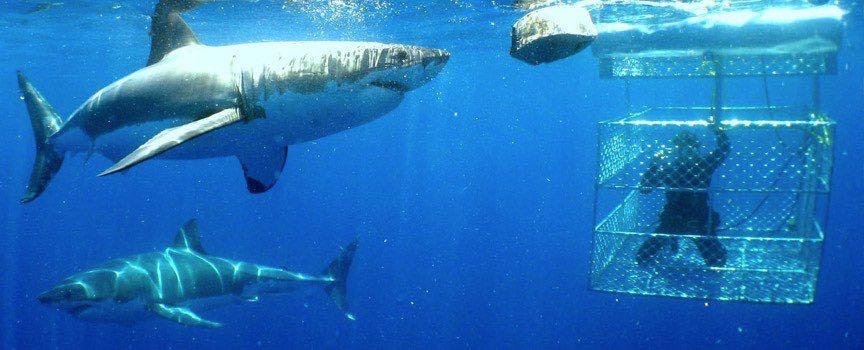 dive with great white sharks circling the cage