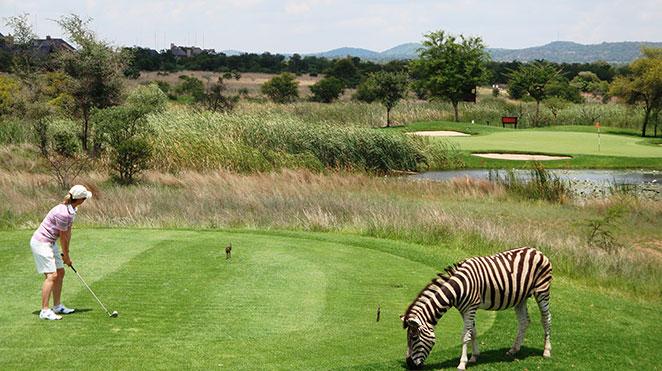 golfing amongst a zebra