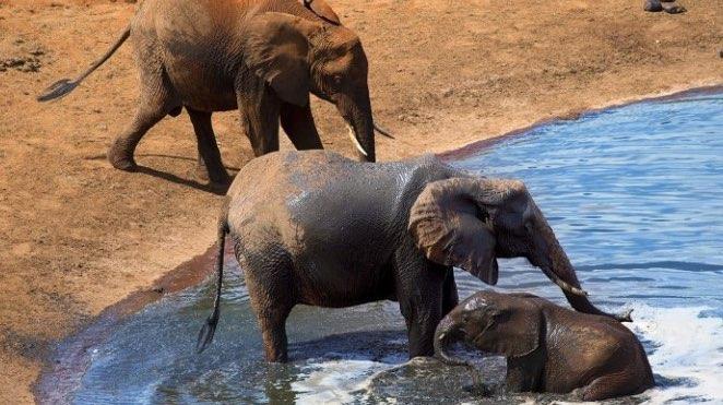 kruger national park elephants at a waterhole