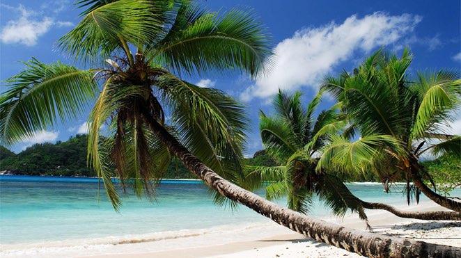 mahe seychelles palm trees stretch over the ocean