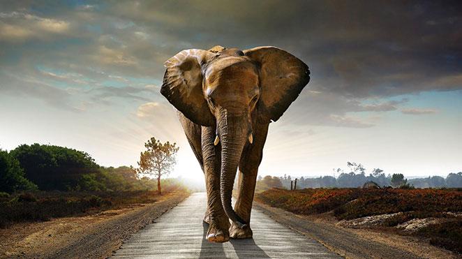massive african elephant strolling down the dirt road