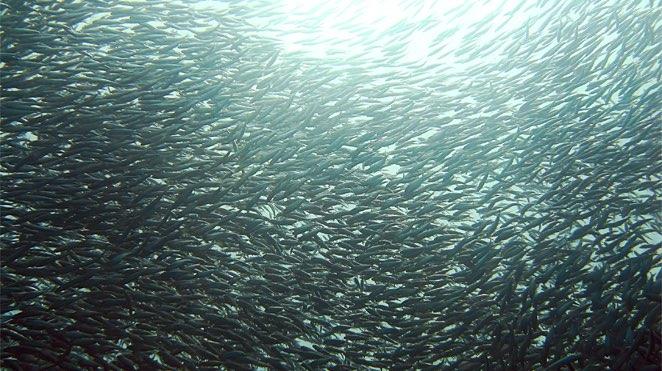 the sardine run mass