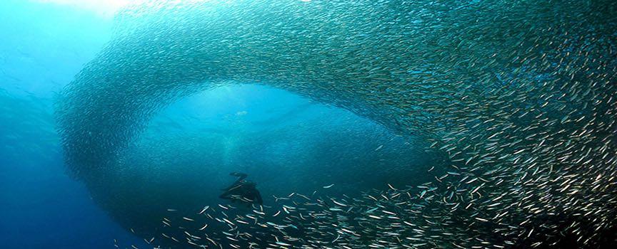 the sardine run