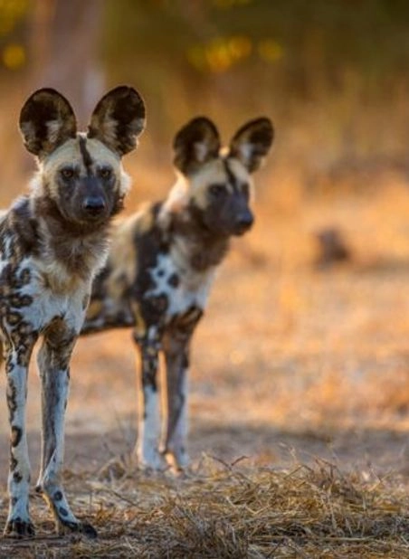 BOTSWANA AND ZIMBABWE WILDLIFE ODYSSEY