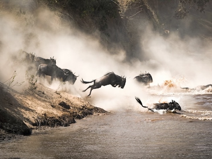 2025/kenya wildebeest crossing the mara river during great migration