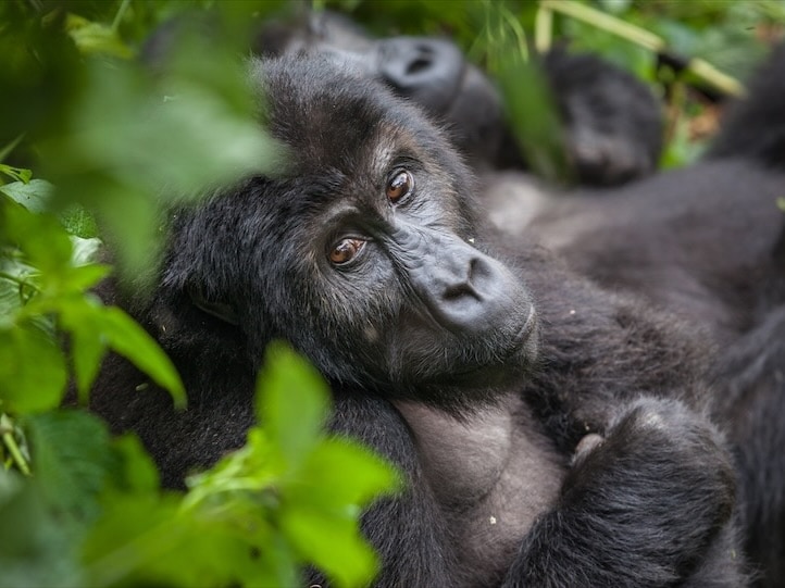 2025/rwanda gorilla in volcanoes national park
