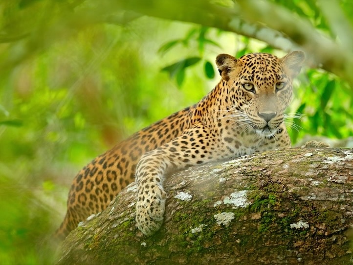 2025/tanzania leopard in a tree
