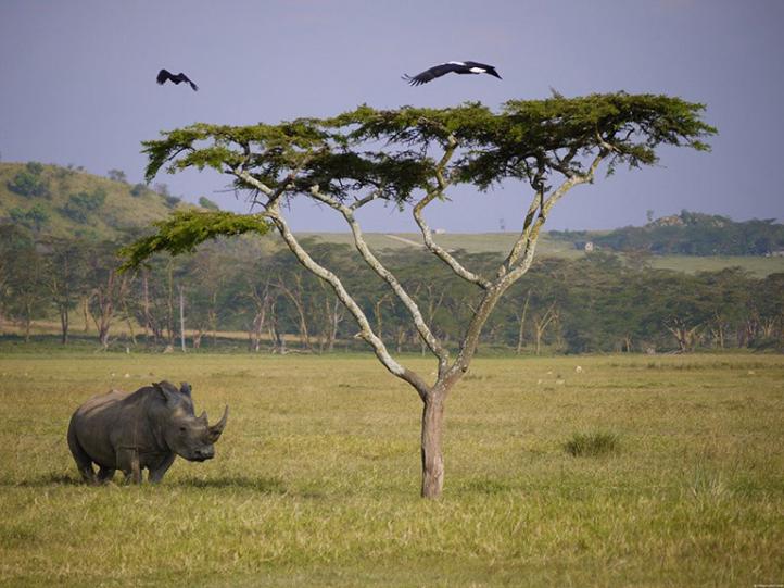 AMBOSELI NATIONAL PARK