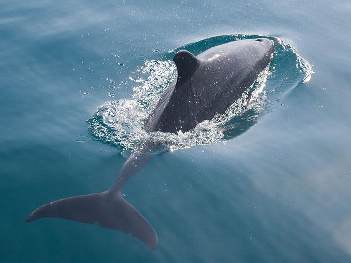 dolphin in the quirimbas archipelago