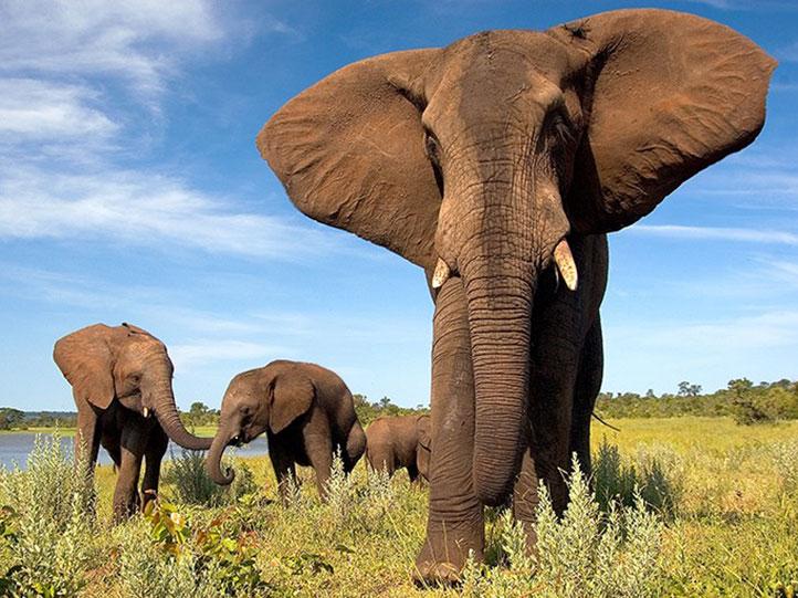 herds of african elephant in moremi game reserve botswana