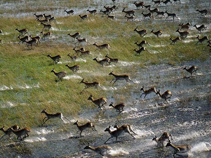 migrations of buck charging through the okavango delta