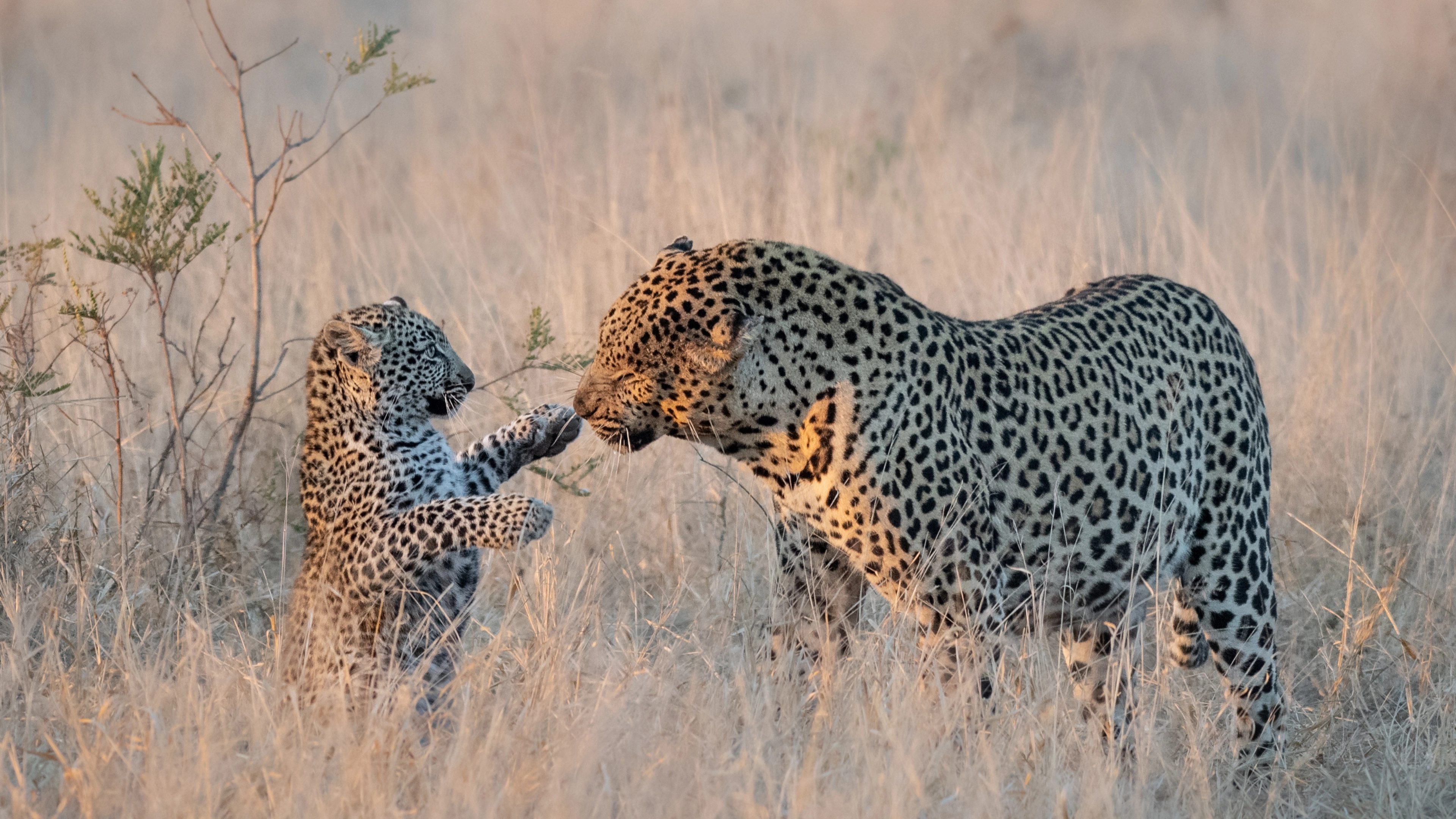 Africa Collection Holiday