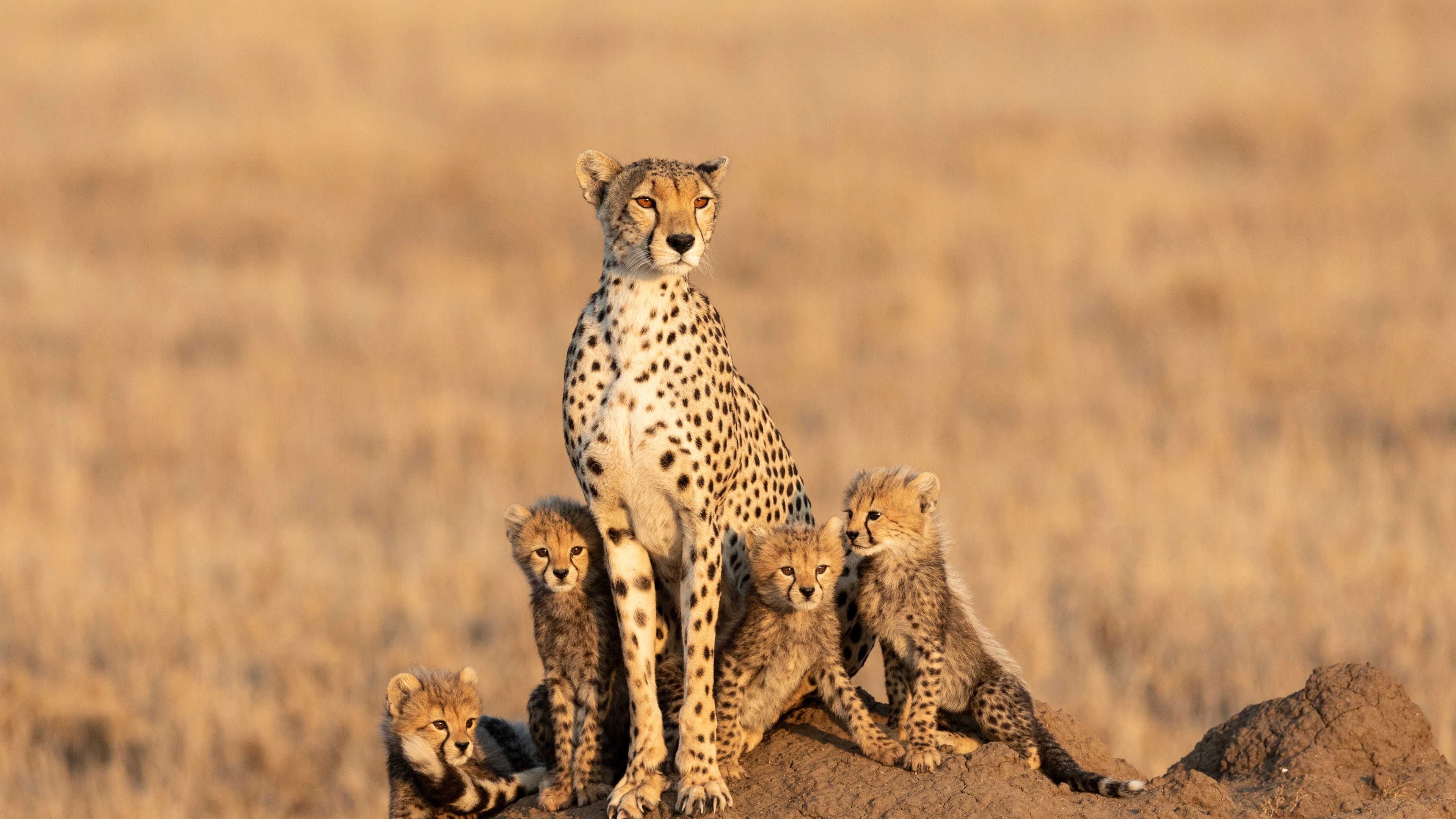 Africa Collection Holiday