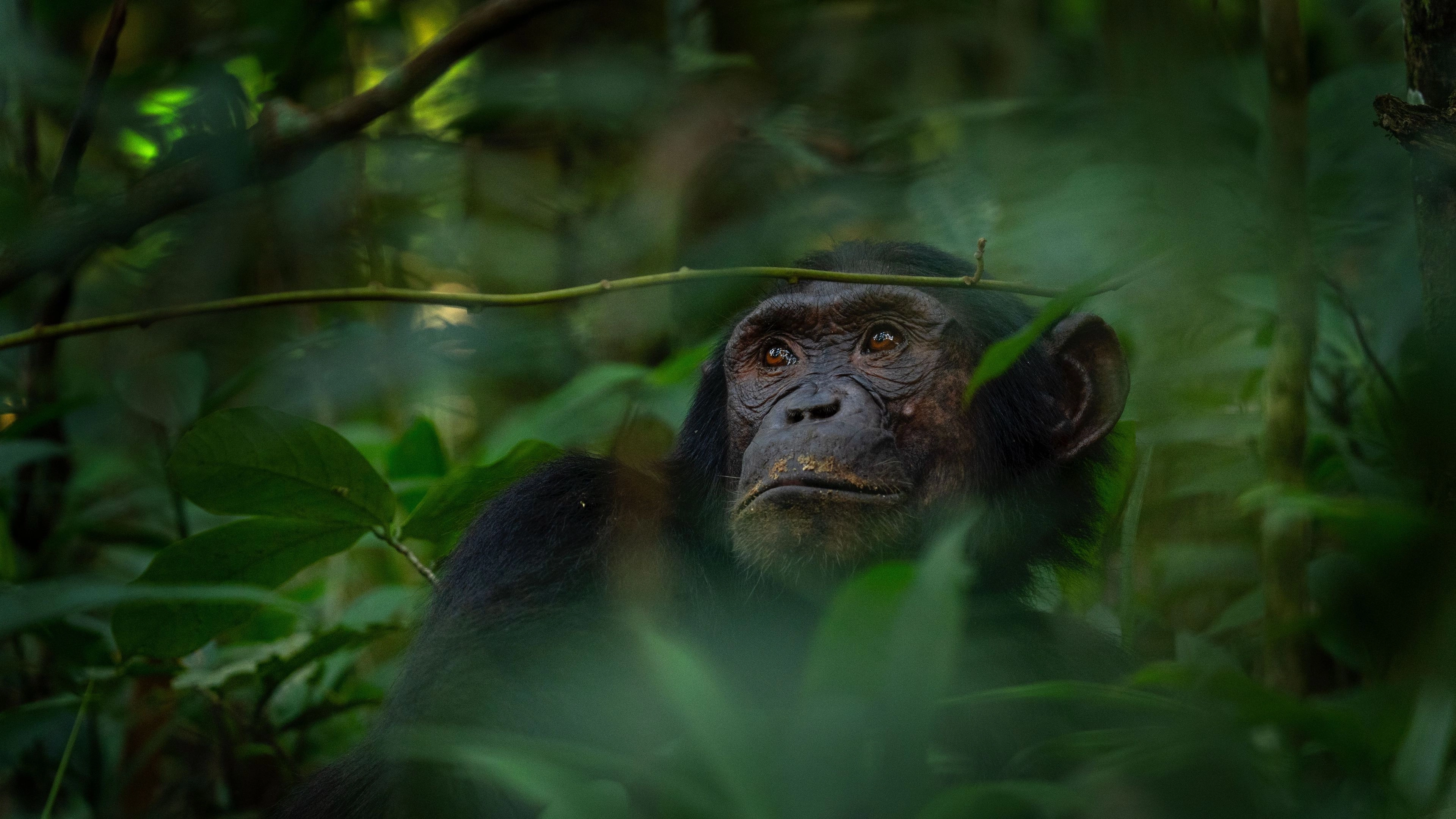 Africa Collection Holiday