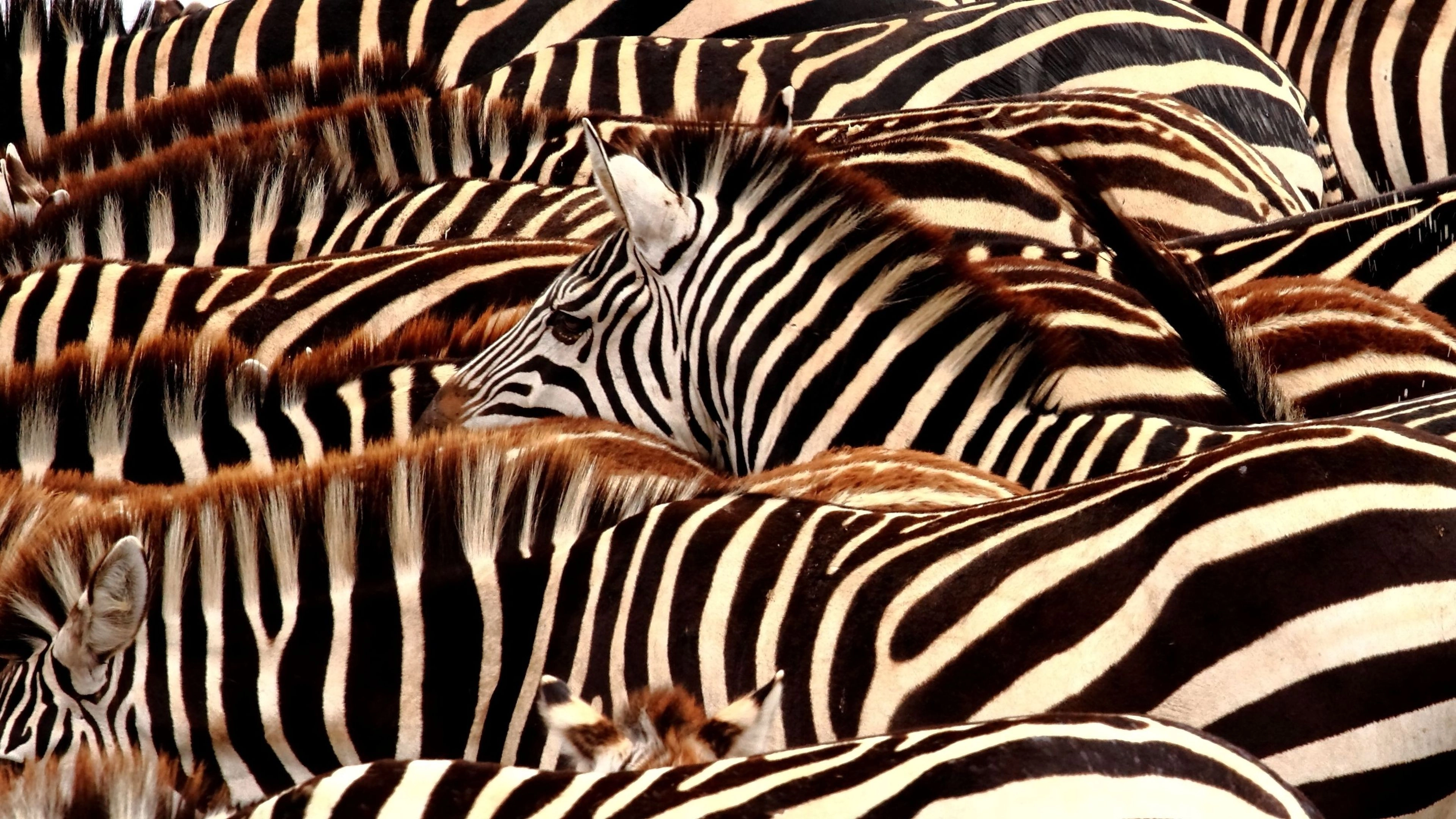 Africa Collection Holiday