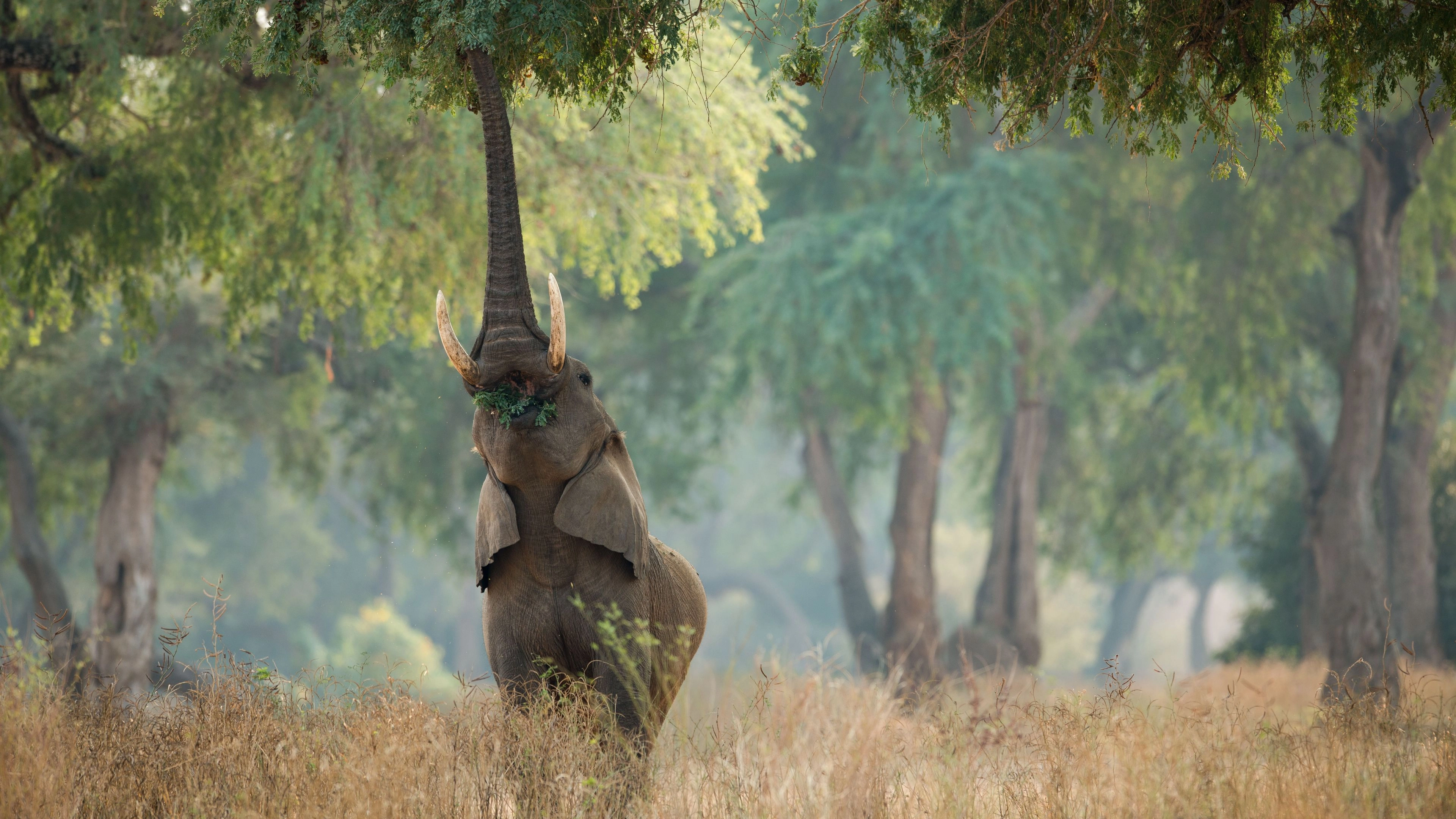 Africa Collection Holiday