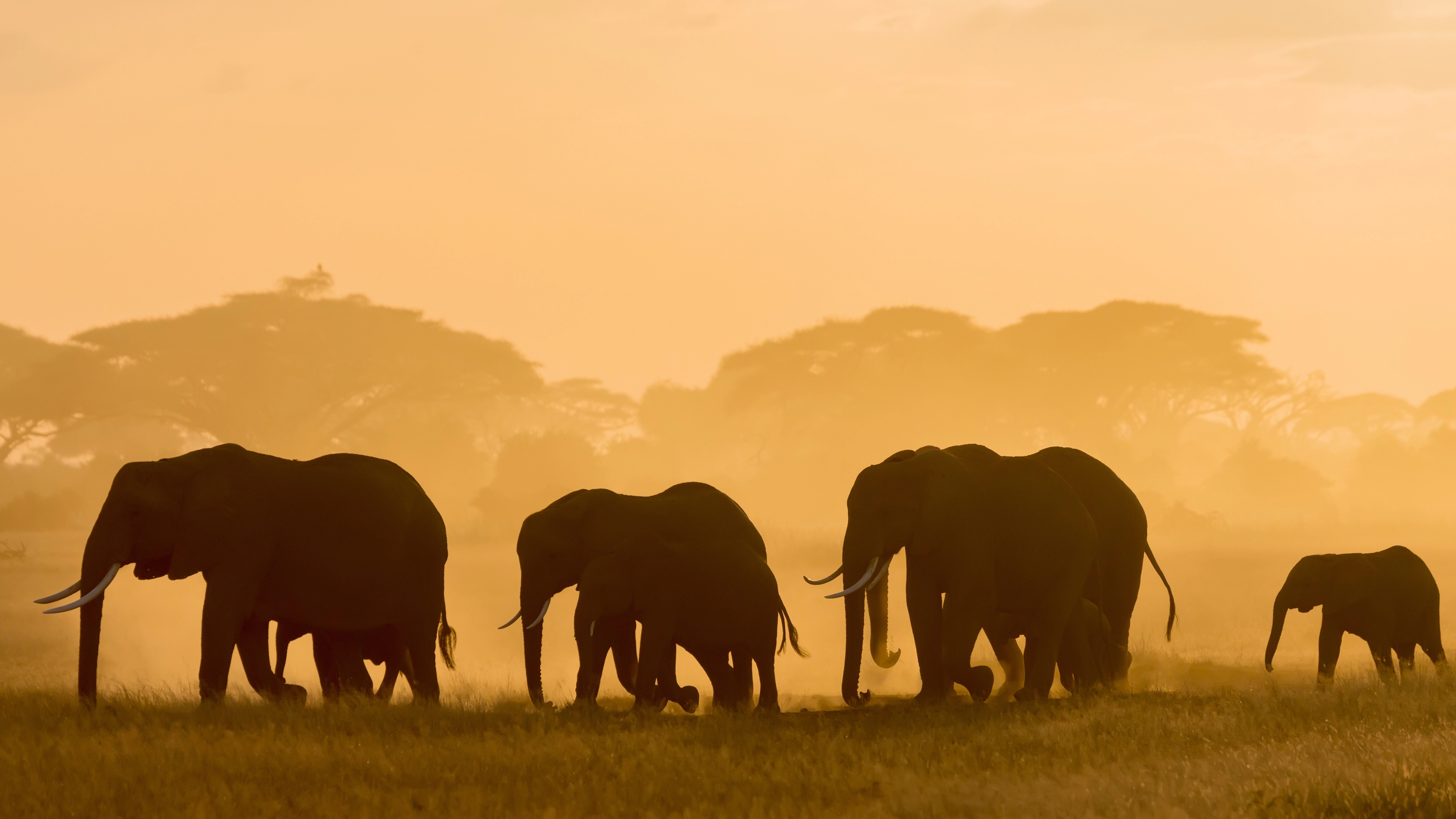 Africa Collection Holiday