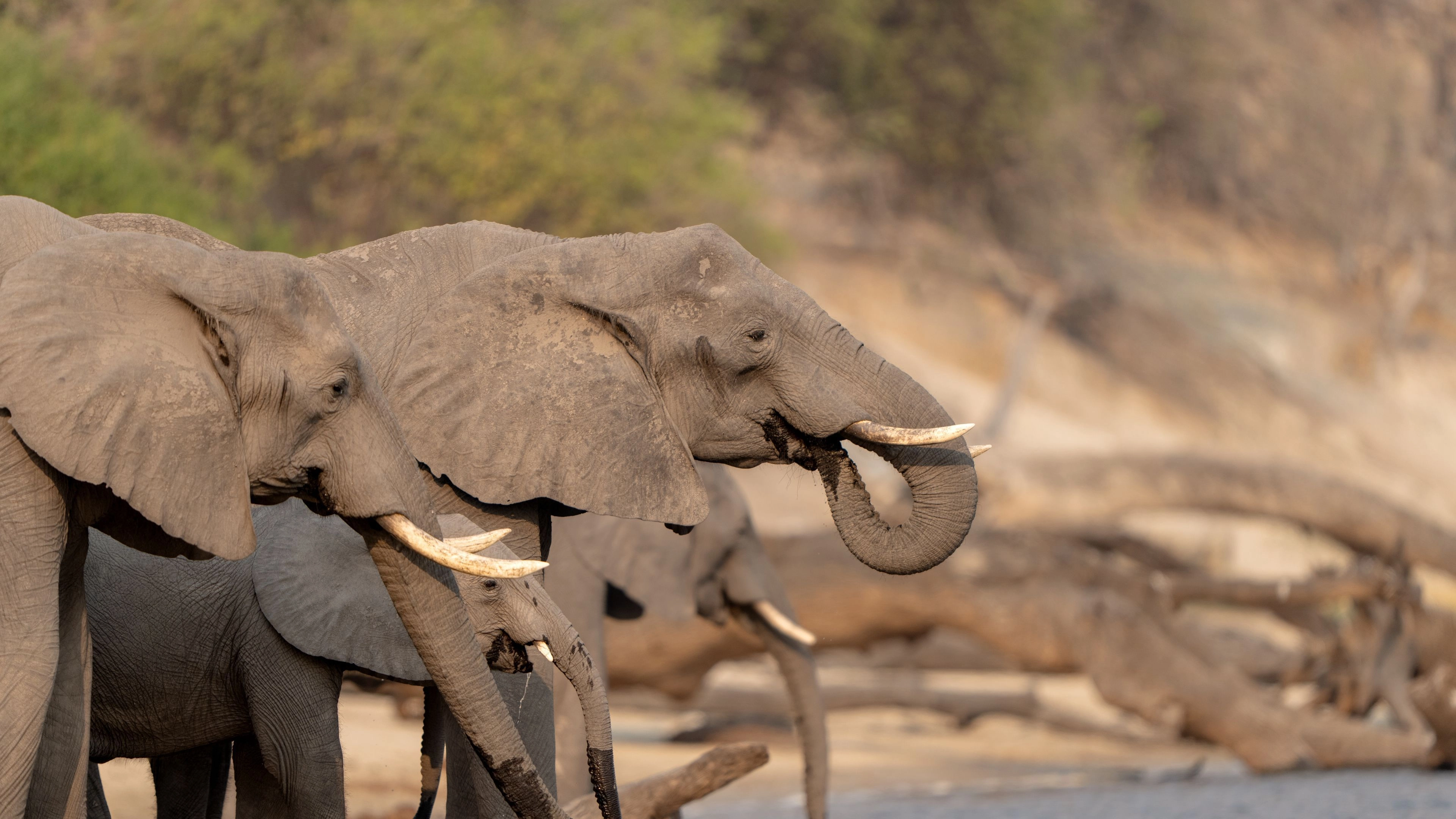 Africa Collection Holiday