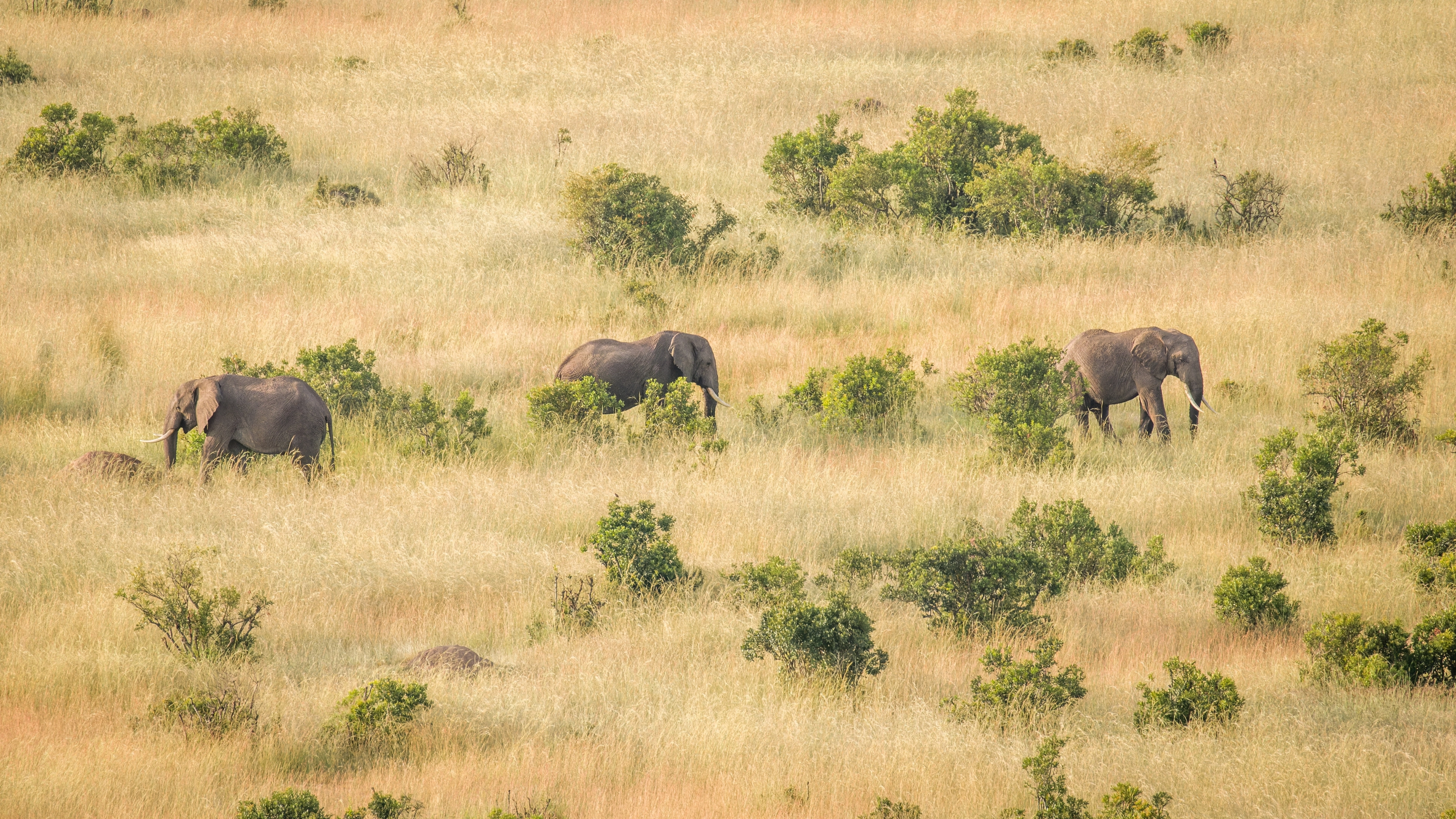 Africa Collection Holiday