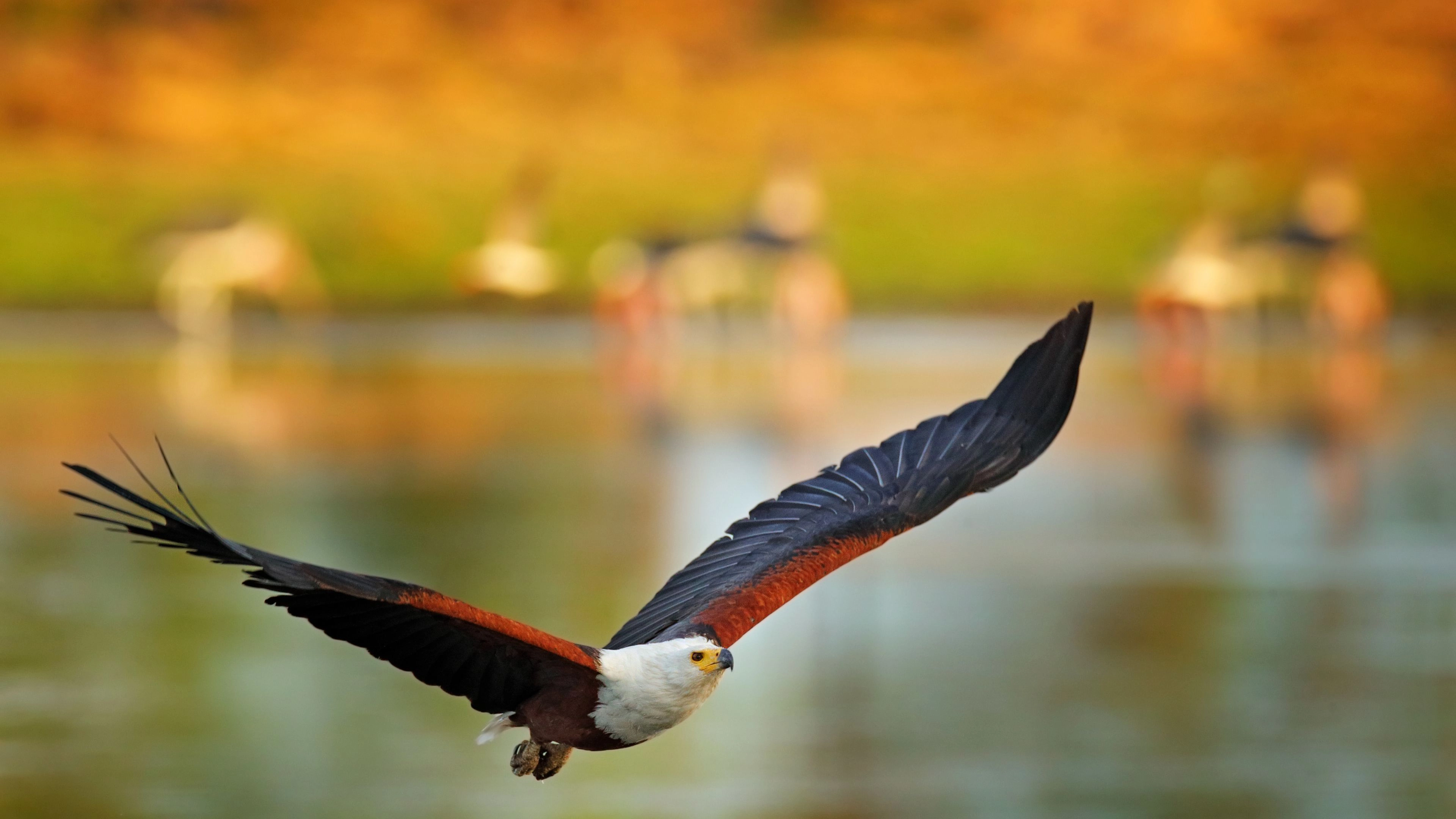 Africa Collection Holiday