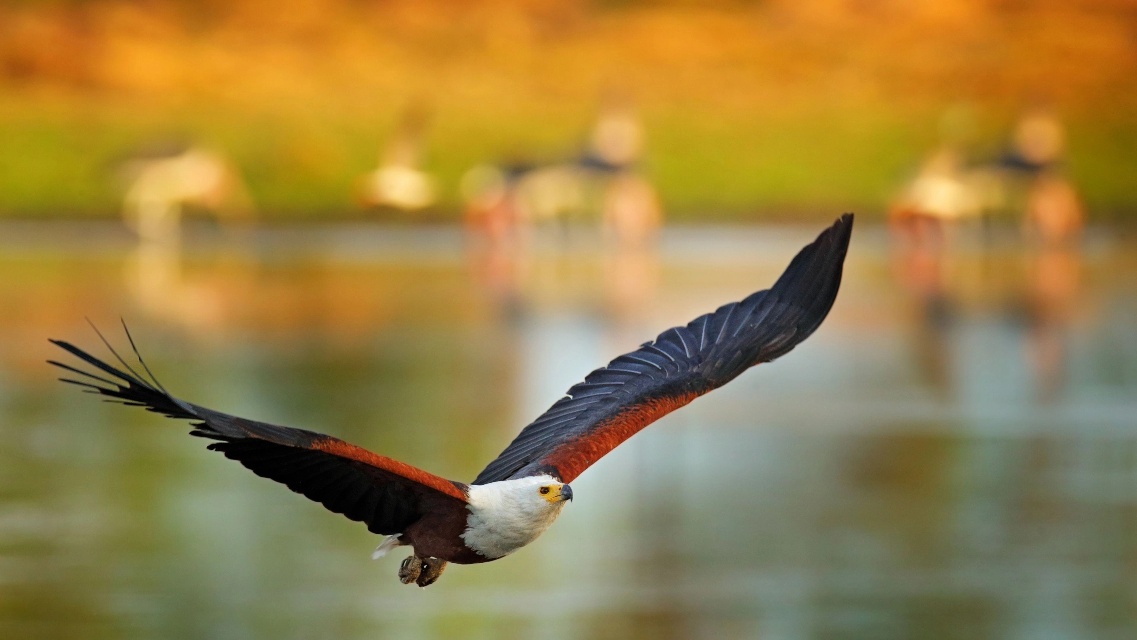 Africa Collection Holiday