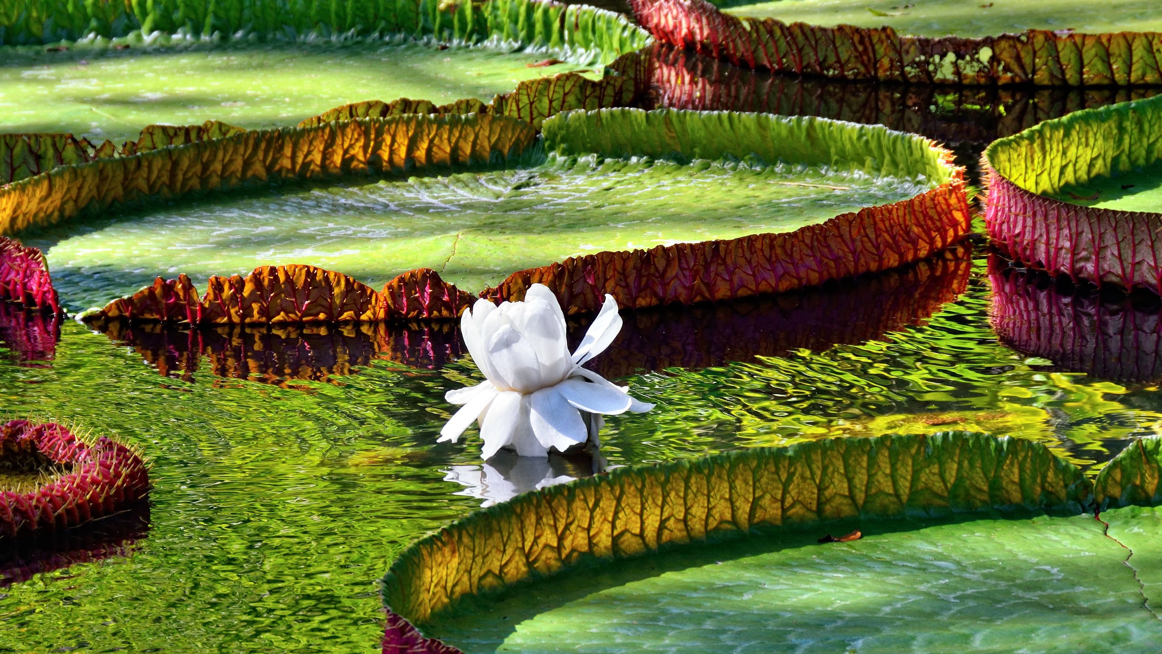 Africa Collection Holiday