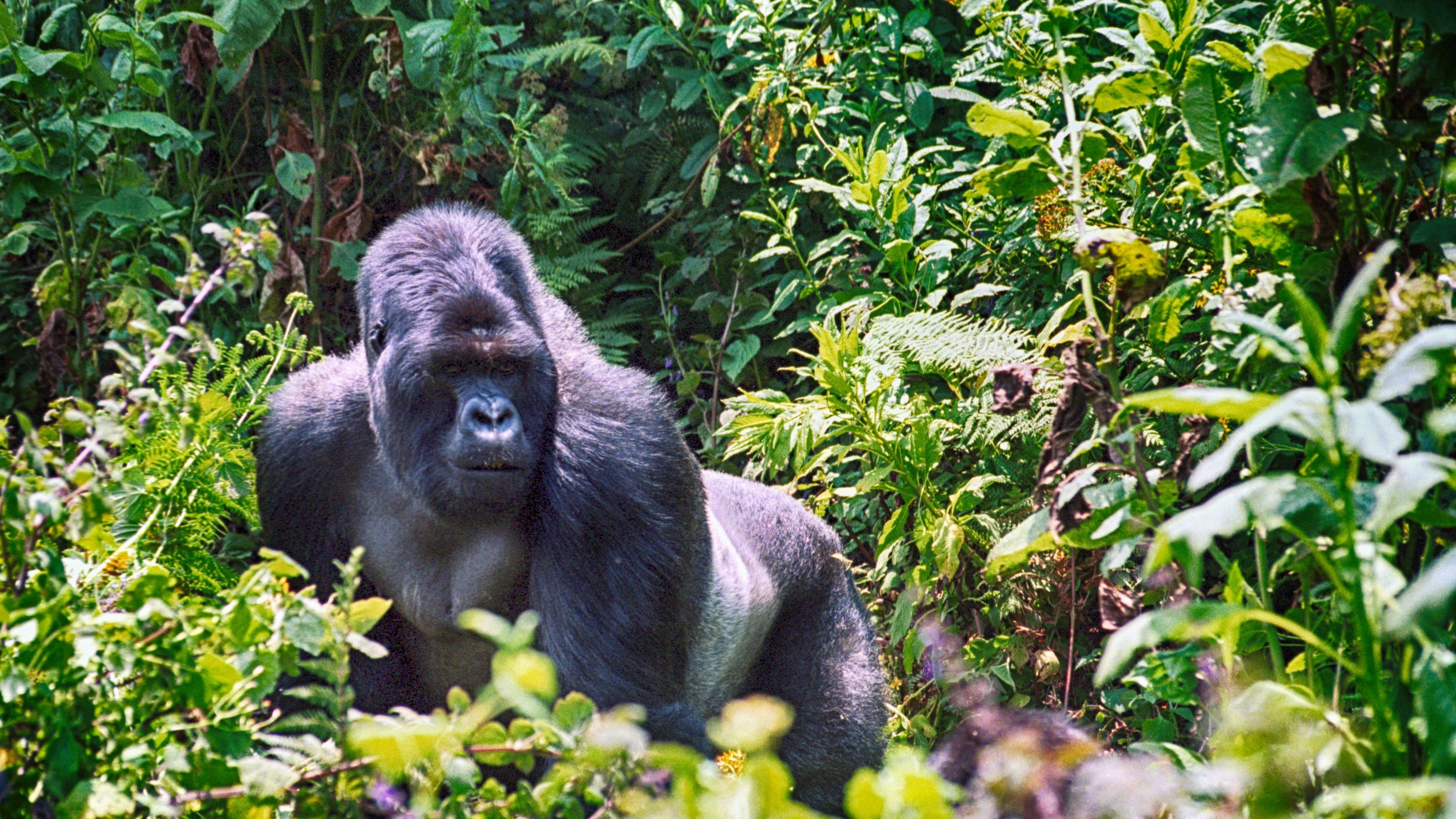 Africa Collection Holiday