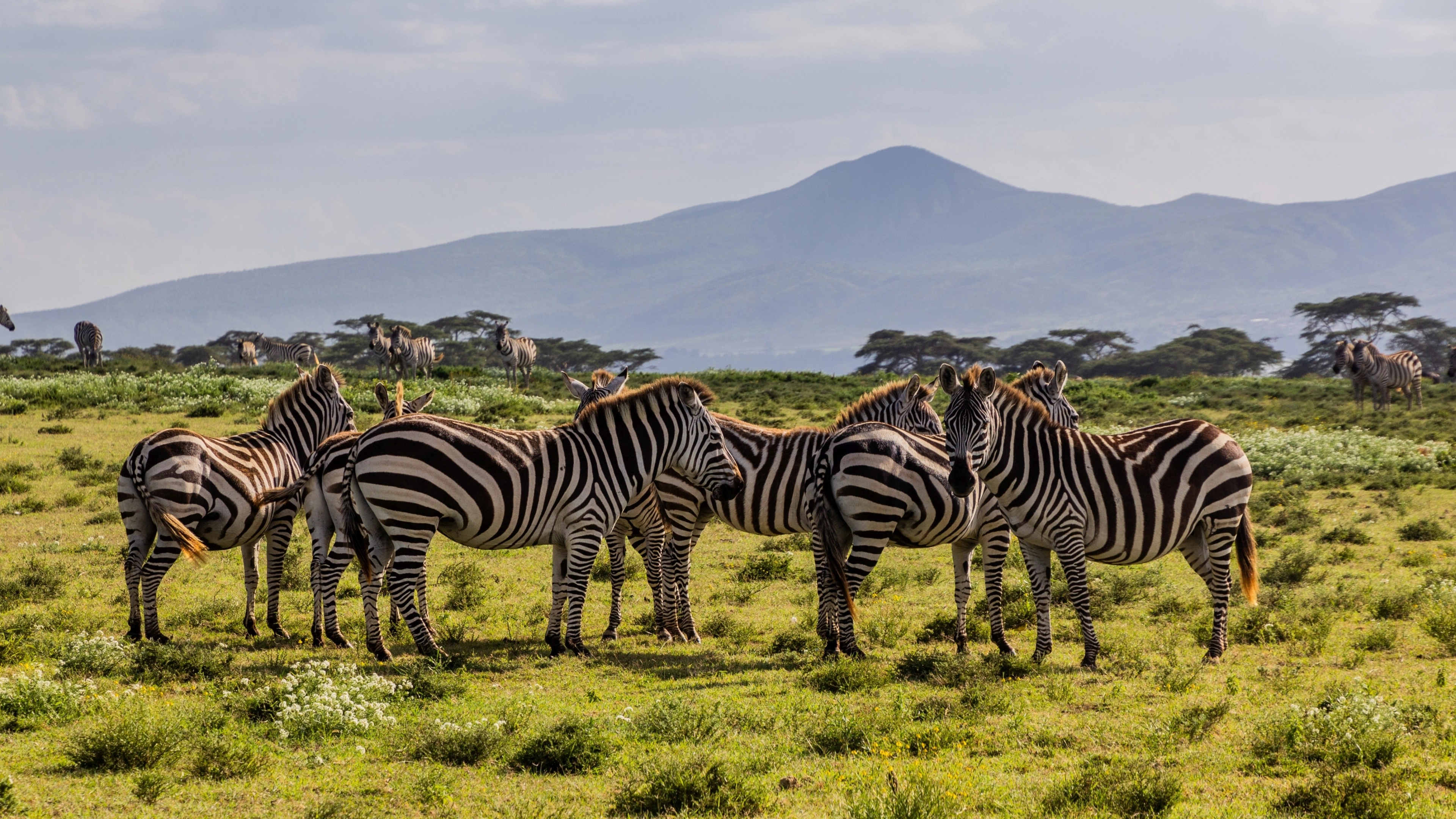 Africa Collection Holiday