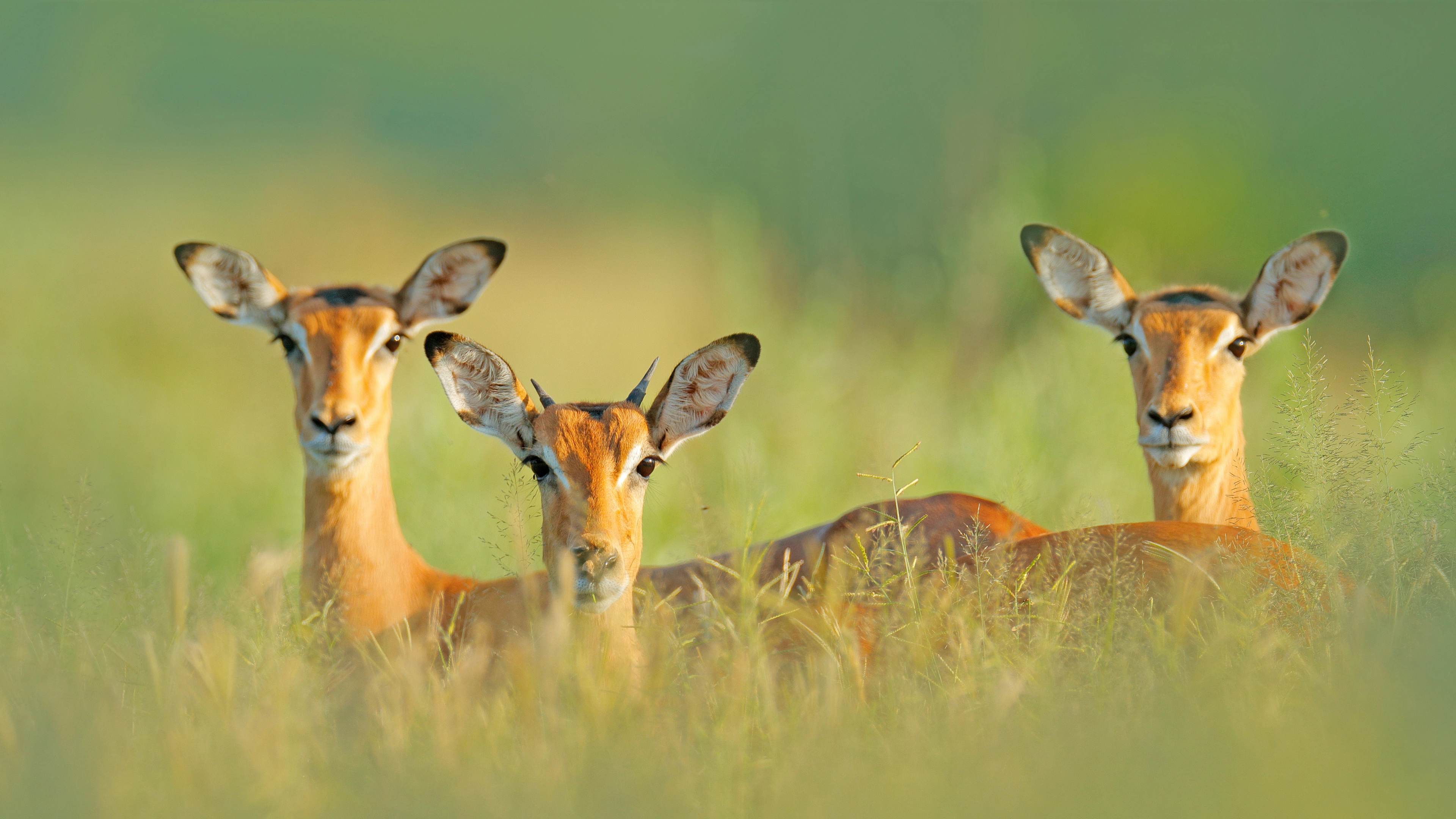 Africa Collection Holiday