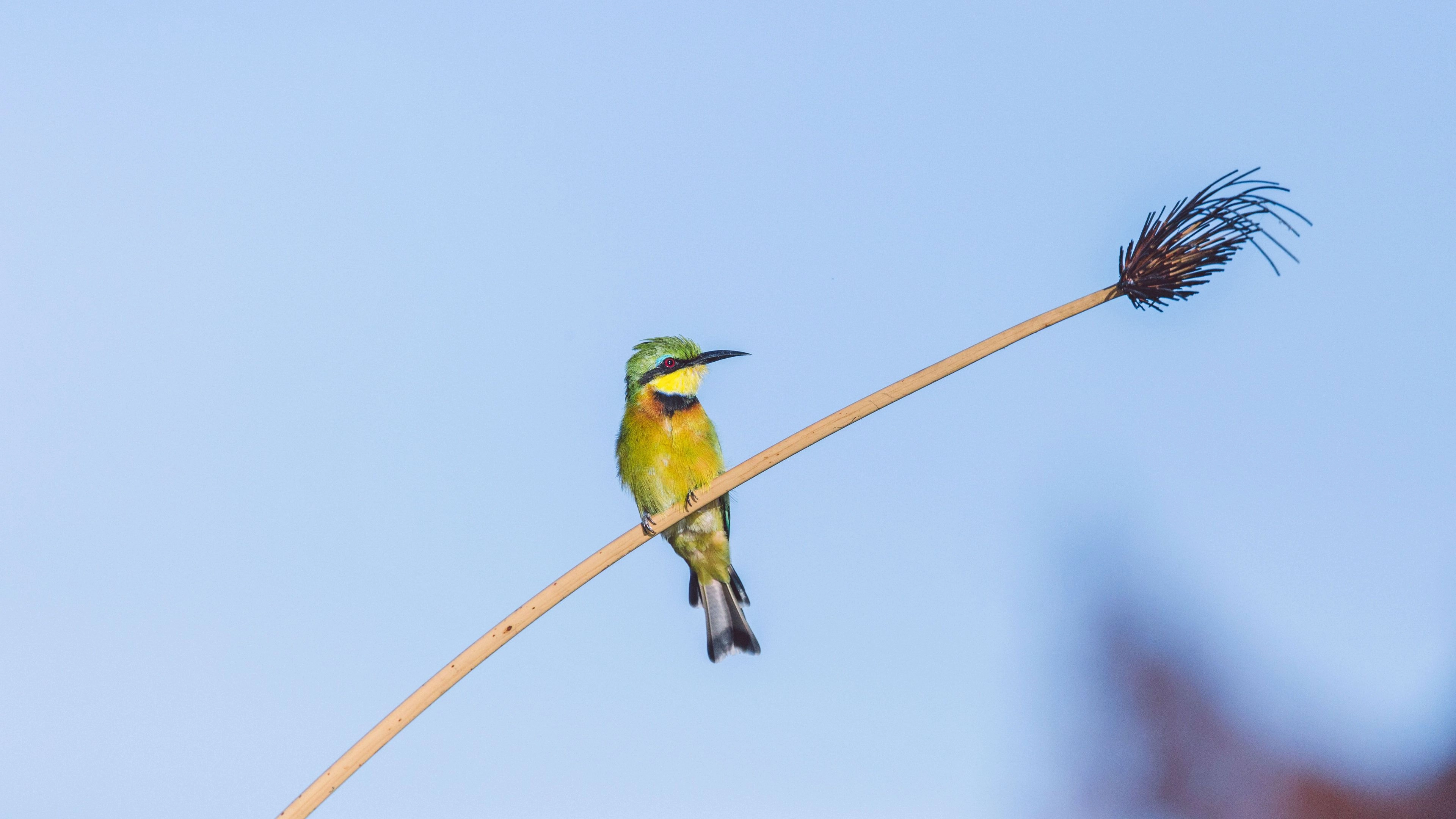 Africa Collection Holiday