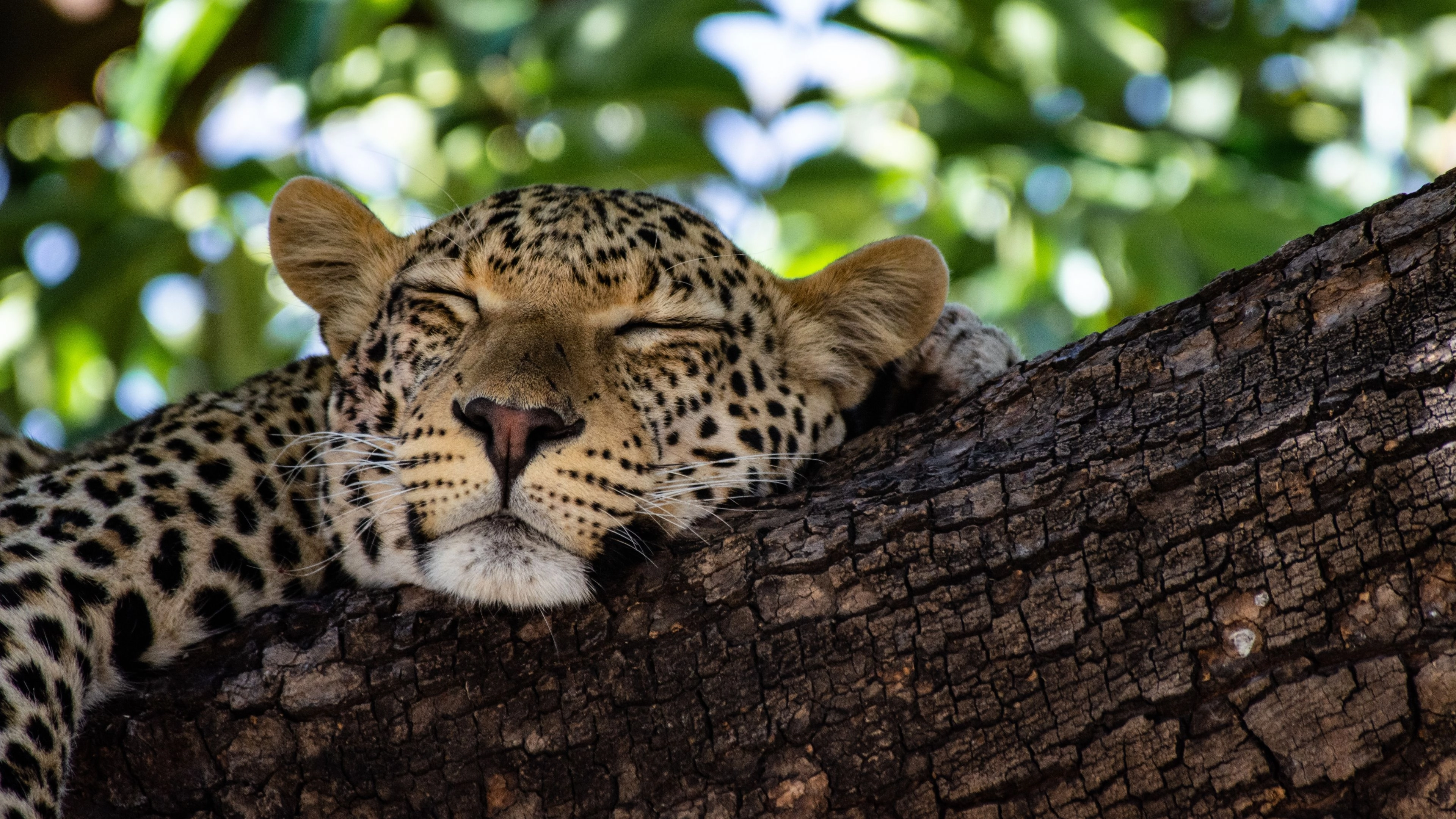 Africa Collection Holiday