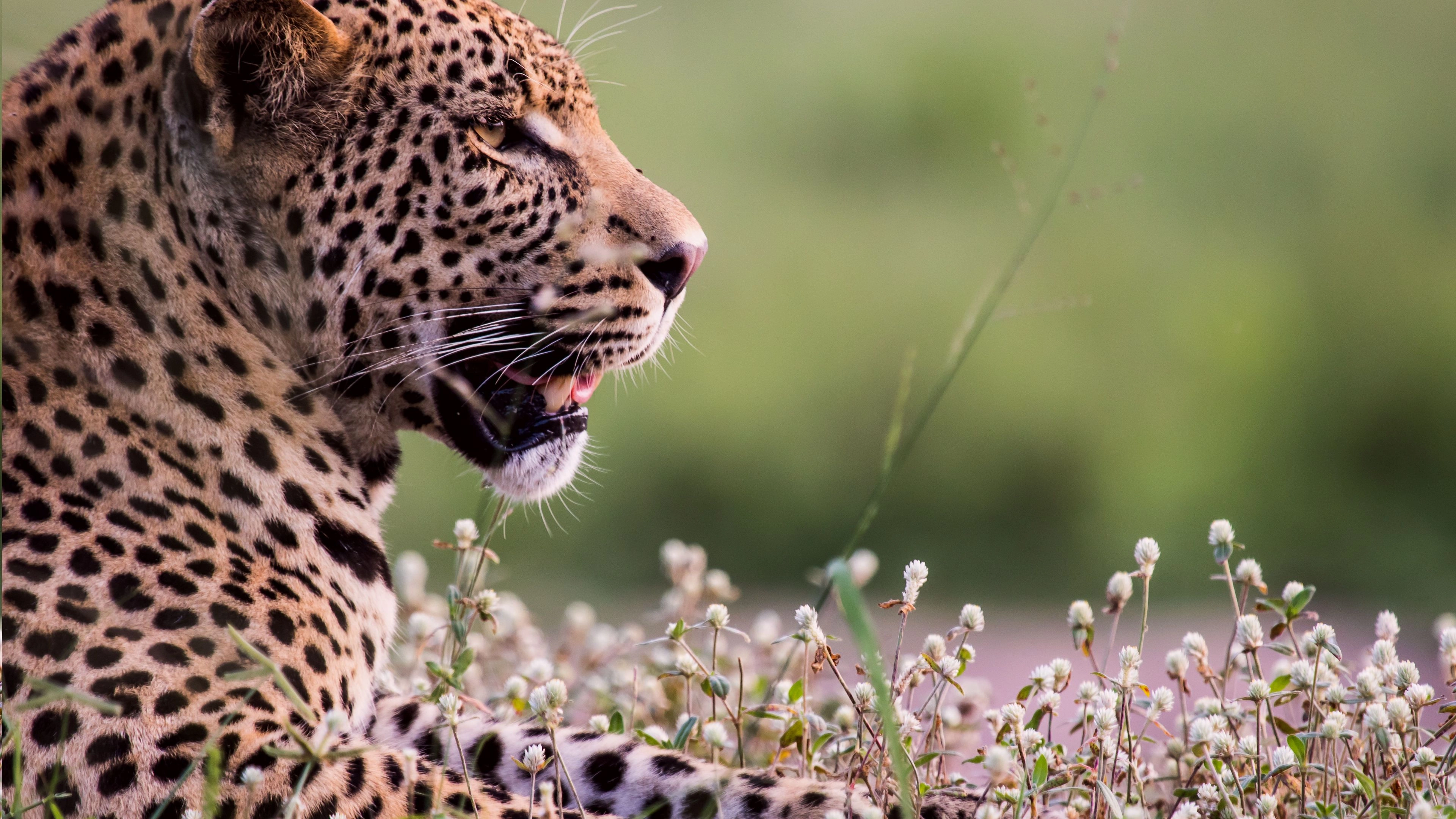 Africa Collection Holiday