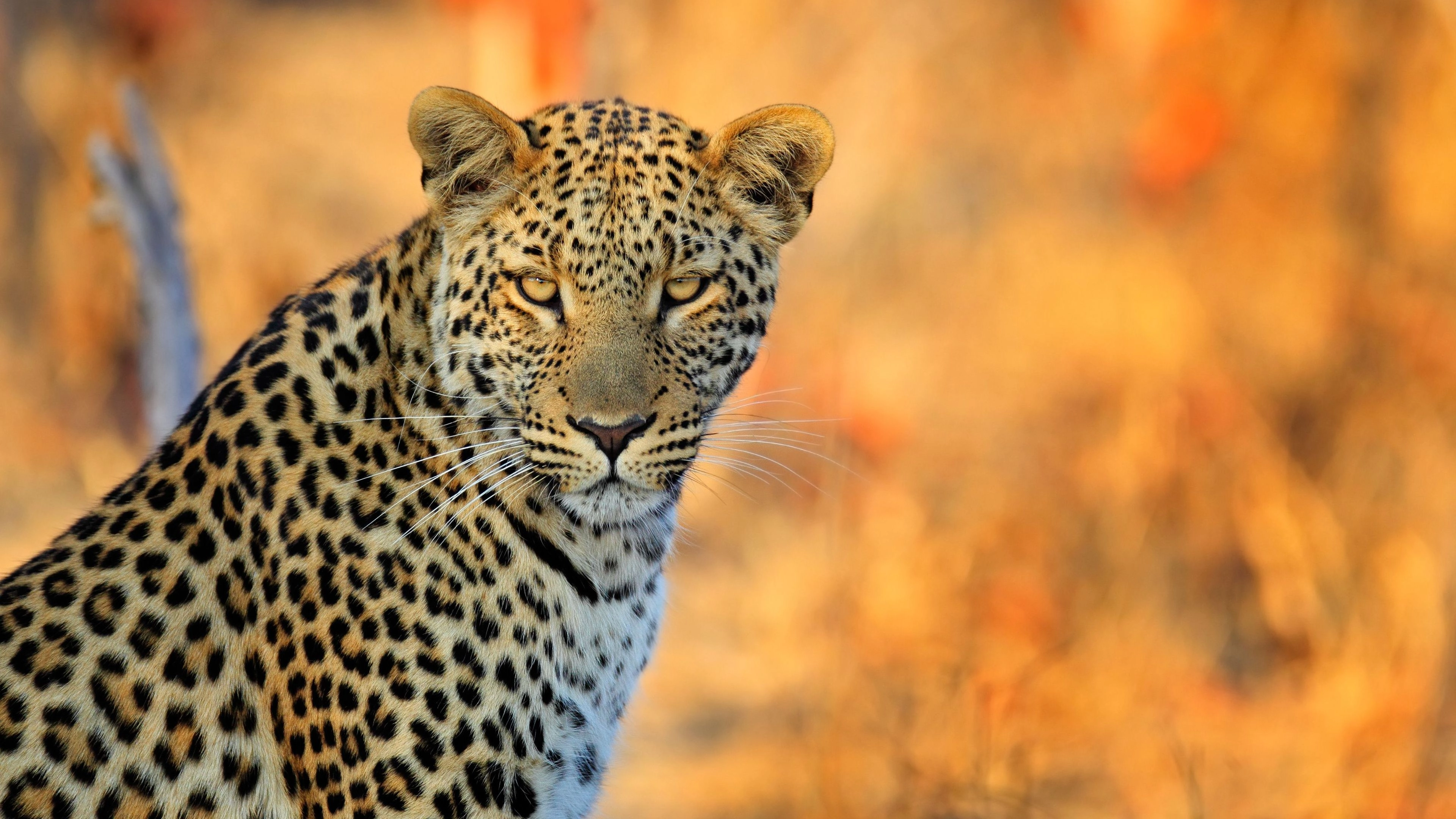 Africa Collection Holiday