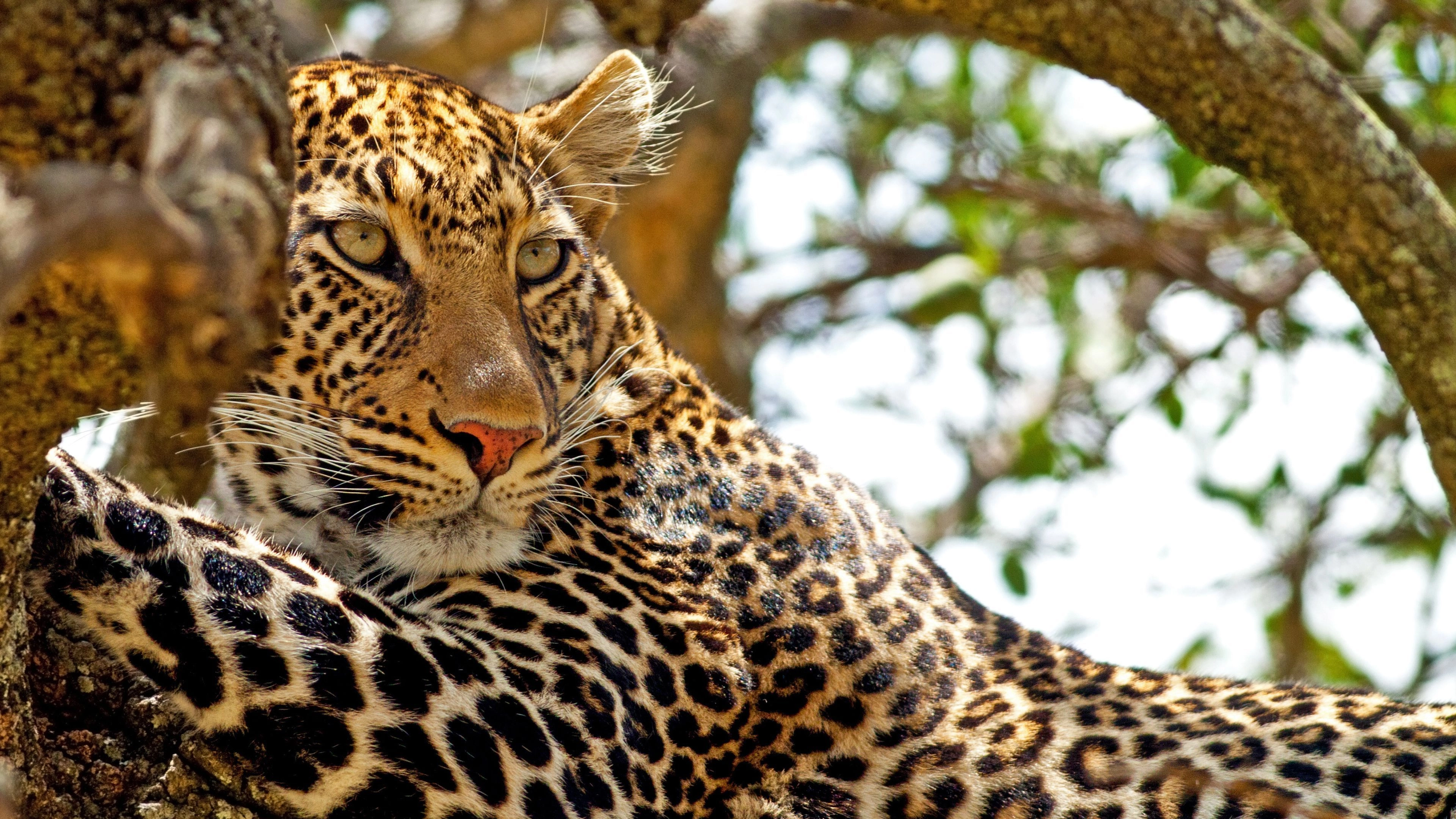 Africa Collection Holiday