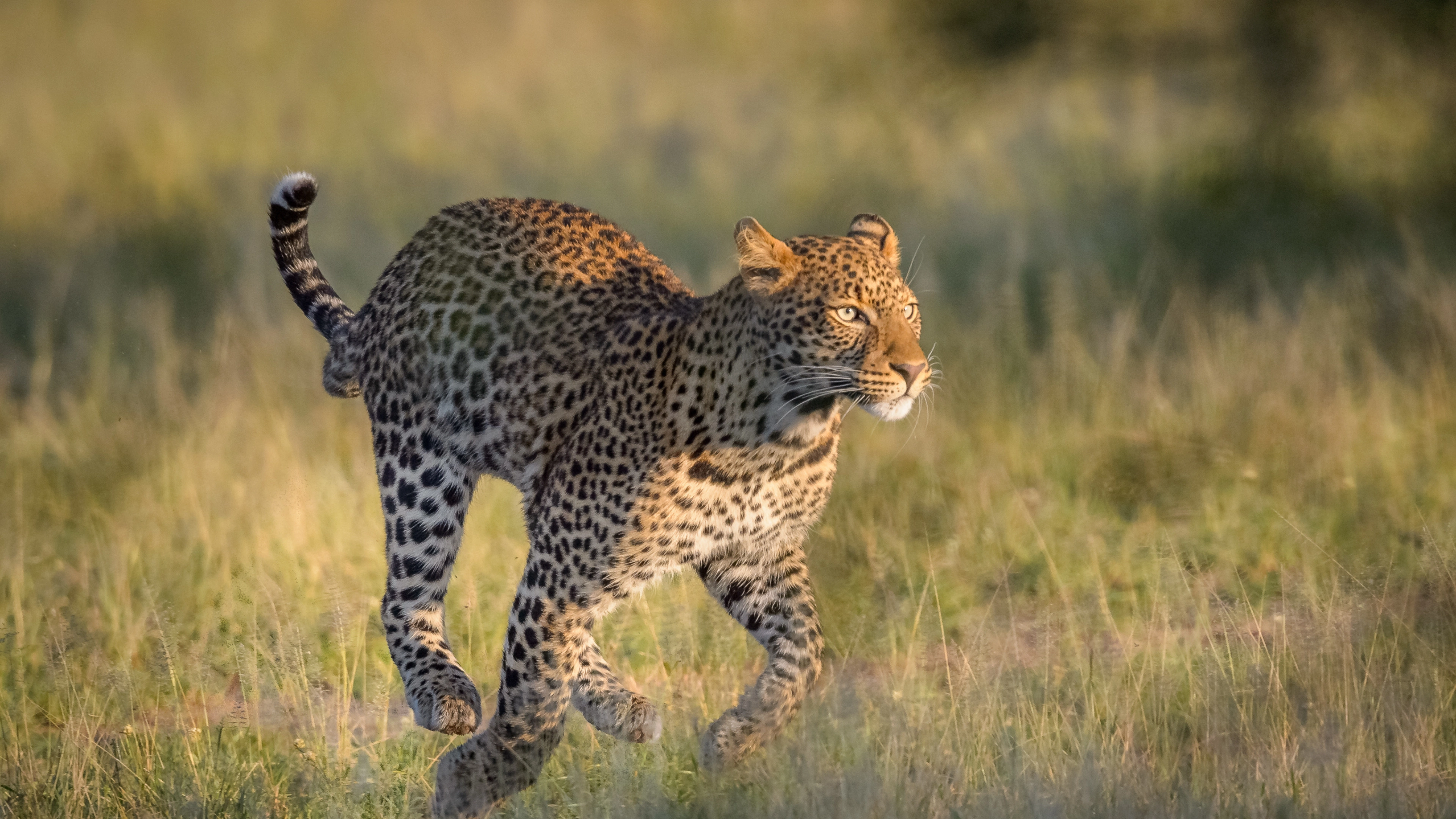 Africa Collection Holiday