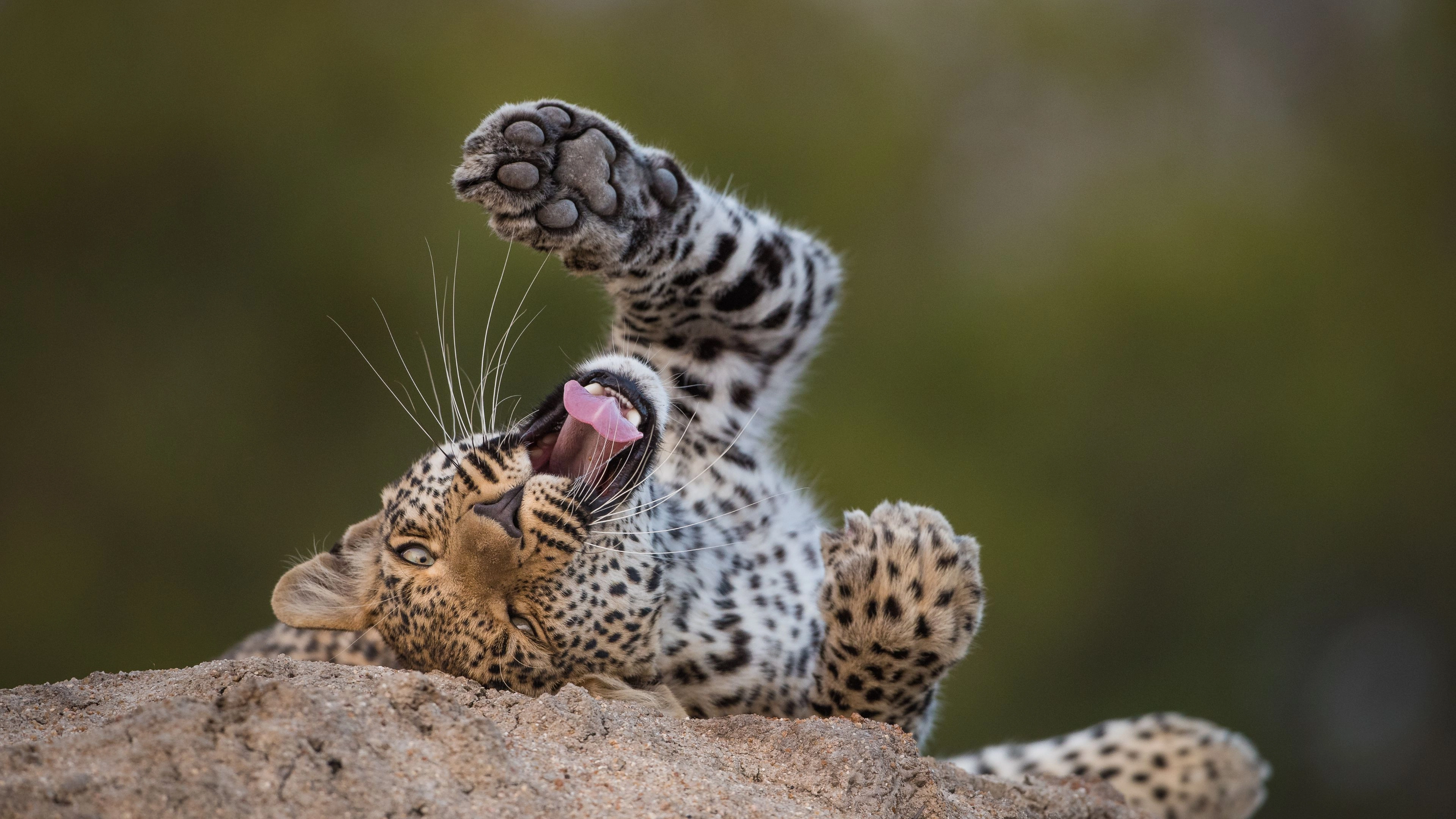 Africa Collection Holiday