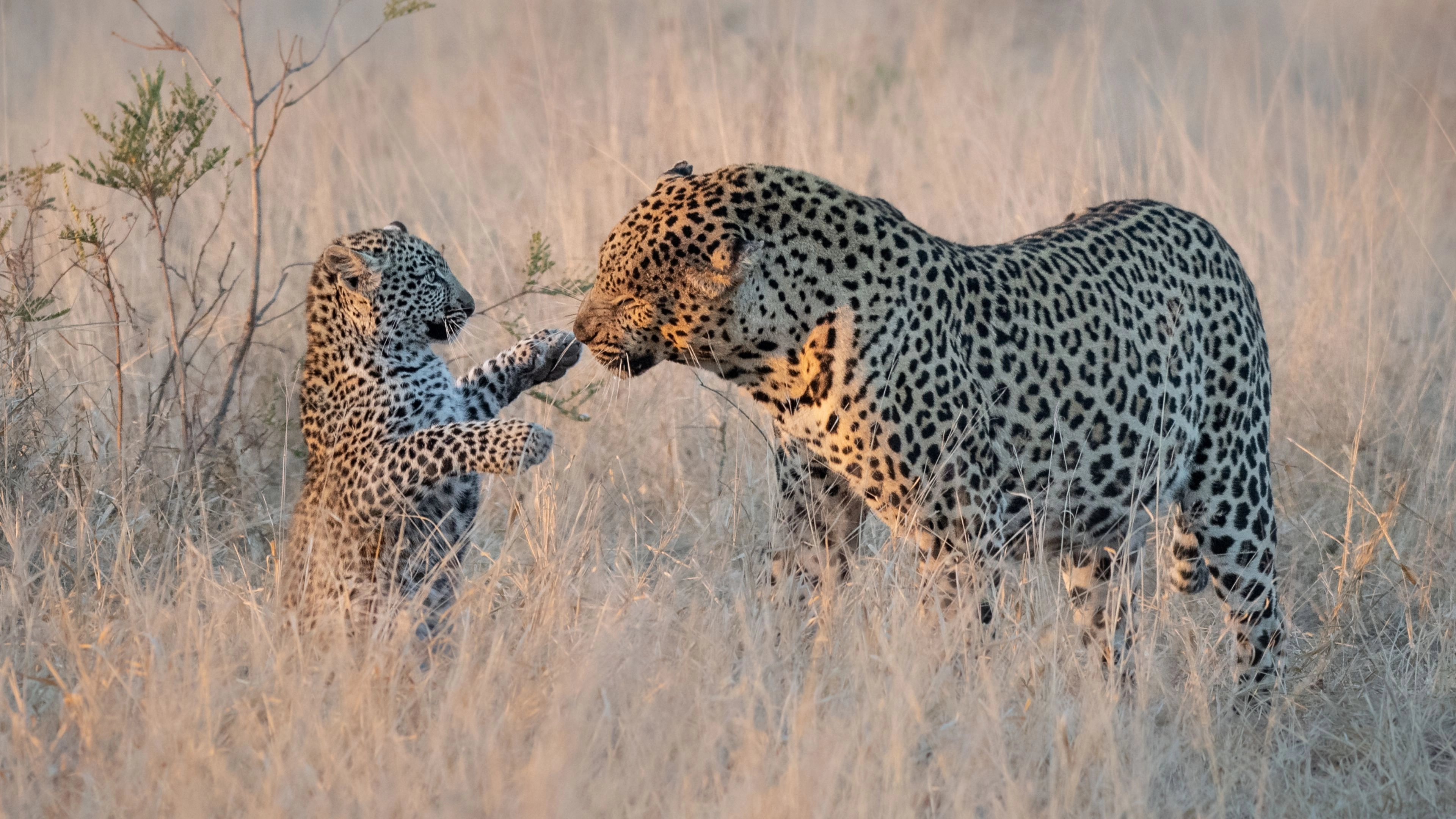 Africa Collection Holiday